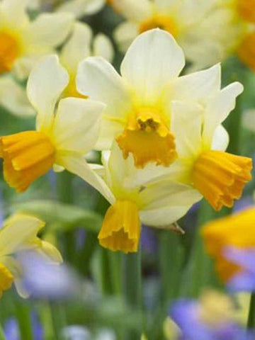 Spring Sunshine - Miniature Daffodil