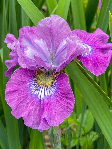 Strawberry Fair - Siberian Iris