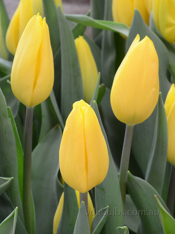 Strong Gold - Tulip