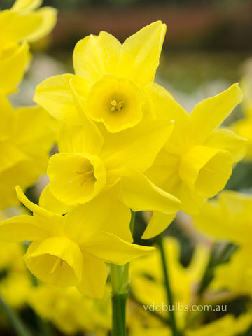 Sunlight Sensation - Daffodil
