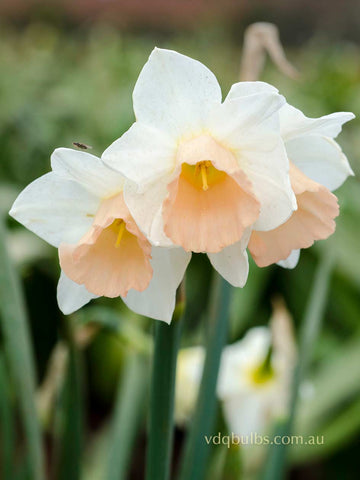 Sweet Smiles - Daffodil