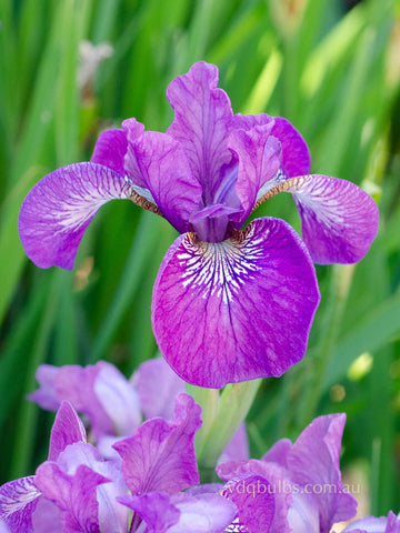 Sweet Surrender - Siberian Iris