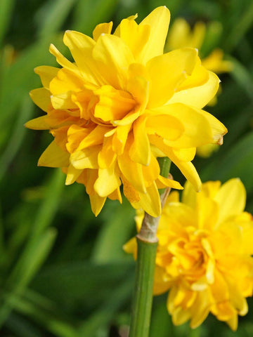 Tete Boucle - Miniature Daffodil