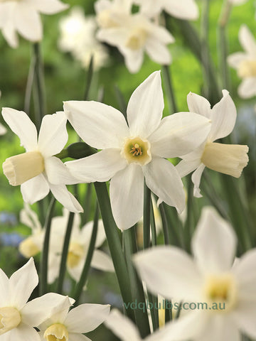 Toto - Miniature Daffodil