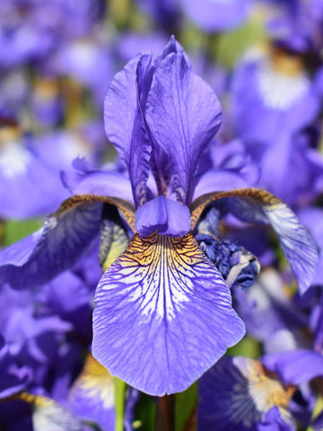 Tycoon - Siberian Iris