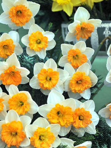 Virginia Sunrise - Daffodil