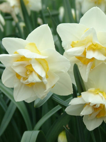 White Lion - Daffodil