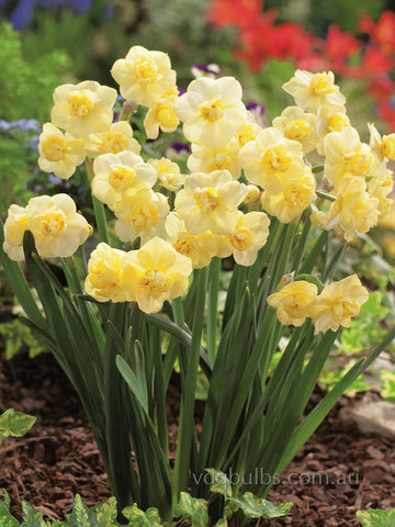 Yellow Cheerfulness - Daffodil