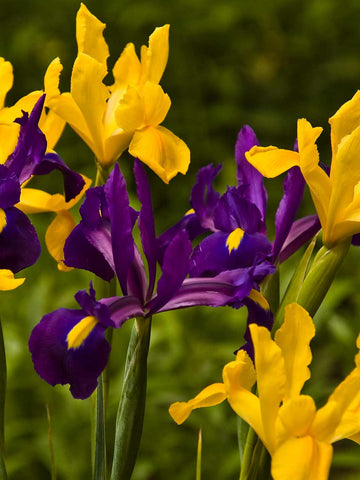Yellow Purple Blend - Dutch Iris